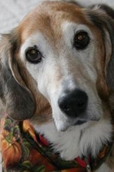 Alex (dog) Hollida on Sysoon