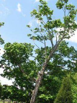 Beech Grove Cemetery on Sysoon