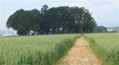 Burch Pioneer Cemetery on Sysoon