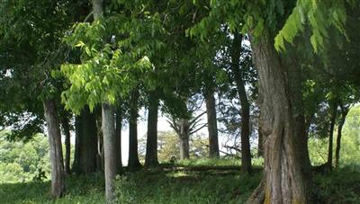 Calfee Home Cemetery on Sysoon