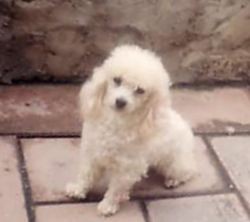 Cosmo "The Terror" Lloyd (Dog) on Sysoon