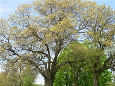 Dover Cemetery on Sysoon