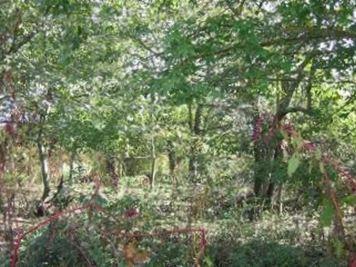 Echols Cemetery on Sysoon