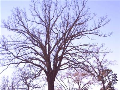 Elmwood Cemetery on Sysoon