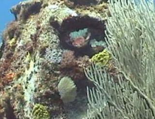 Eternal Reefs Memorial on Sysoon