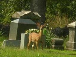 Galena Cemetery on Sysoon