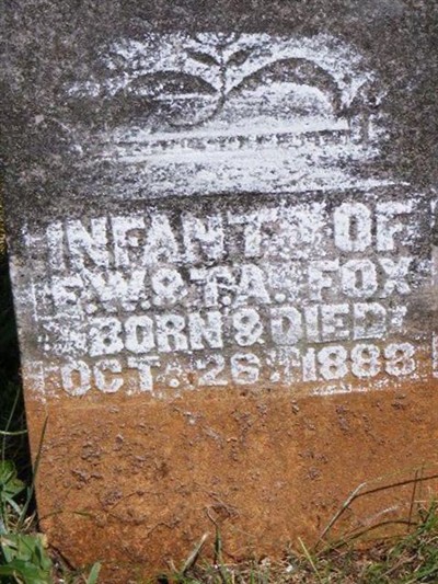 Infant Fox on Sysoon