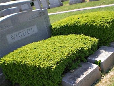 Isidore Wigdor on Sysoon