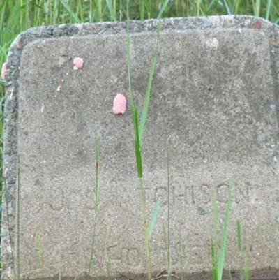 J. S. Atchison on Sysoon