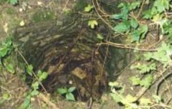 Laurie Dann on Sysoon