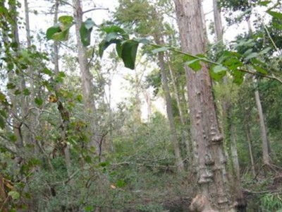 Leon C. McHaney on Sysoon