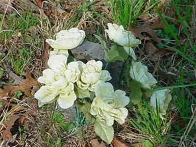 Name Unknown on Sysoon