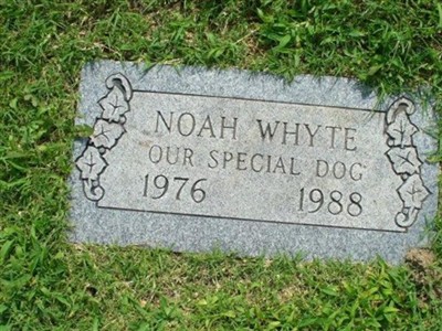 Noah Whyte on Sysoon