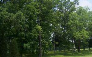 Old Arnett Family Cemetery on Sysoon