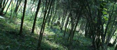 Old Bruners Grove Cemetery on Sysoon