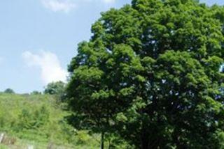 Papaw Cemetery on Sysoon