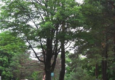 Riverside Cemetery on Sysoon