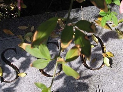 Ruby May Luce Scott, Find a grave on Sysoon Ruby May Luce Scott on Sysoon