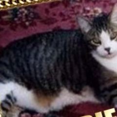 Tobie Cat on Sysoon