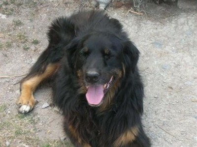 Toby the Dog on Sysoon