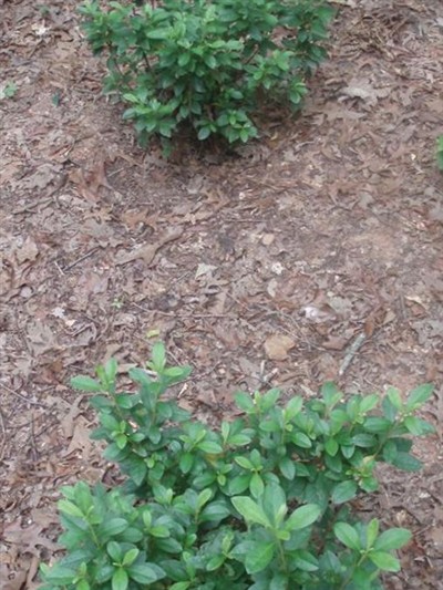 Unknown Grave on Sysoon