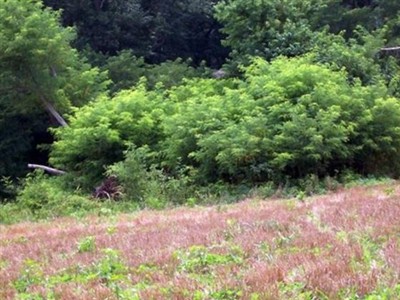 White Plot on Sysoon