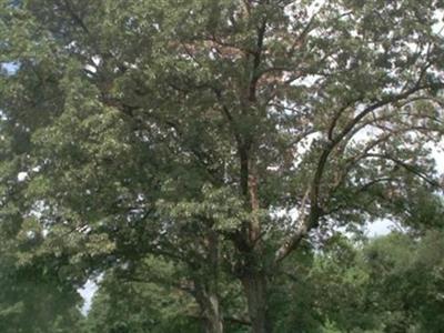 Wood Cemetery on Sysoon