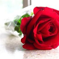 red-rose-516763.jpg on Sysoon